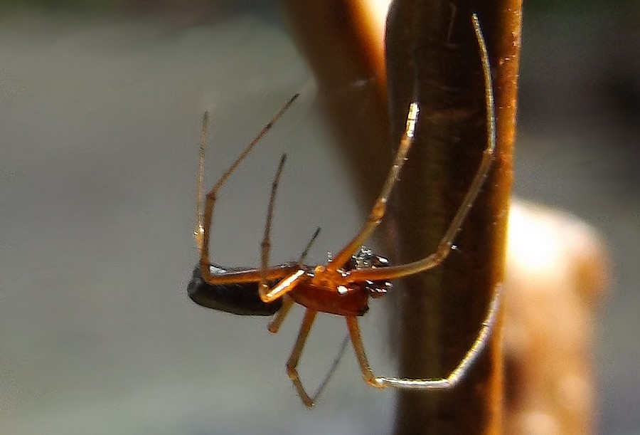 fam. Linyphiidae -  Pontedecimo (GE)